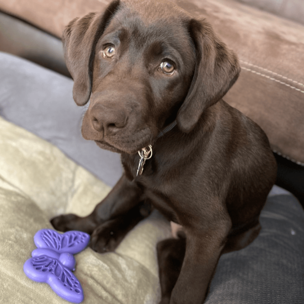 Butterfly Nylon Chew & Enrichment Toy | 2-in-1 for Aggressive Chewers | SodaPup
